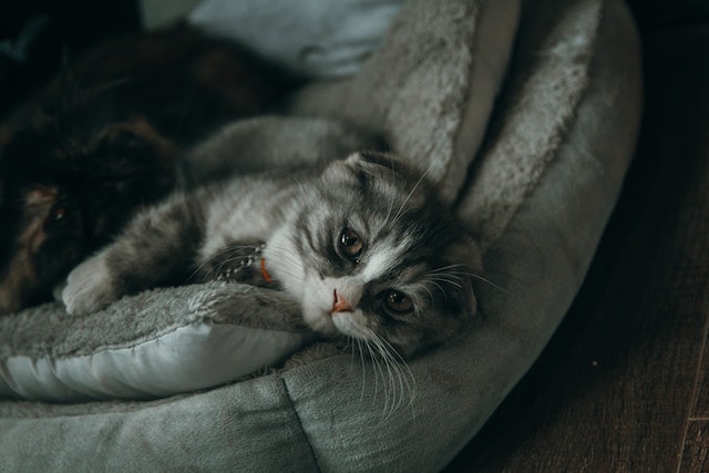 cat laying on bed